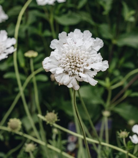 Scabiosa 'Kudo White'